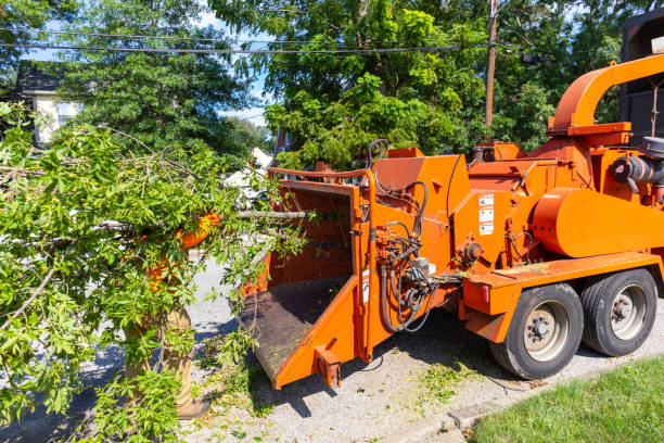 Best Dead Tree Removal  in Lake Waccamaw, NC